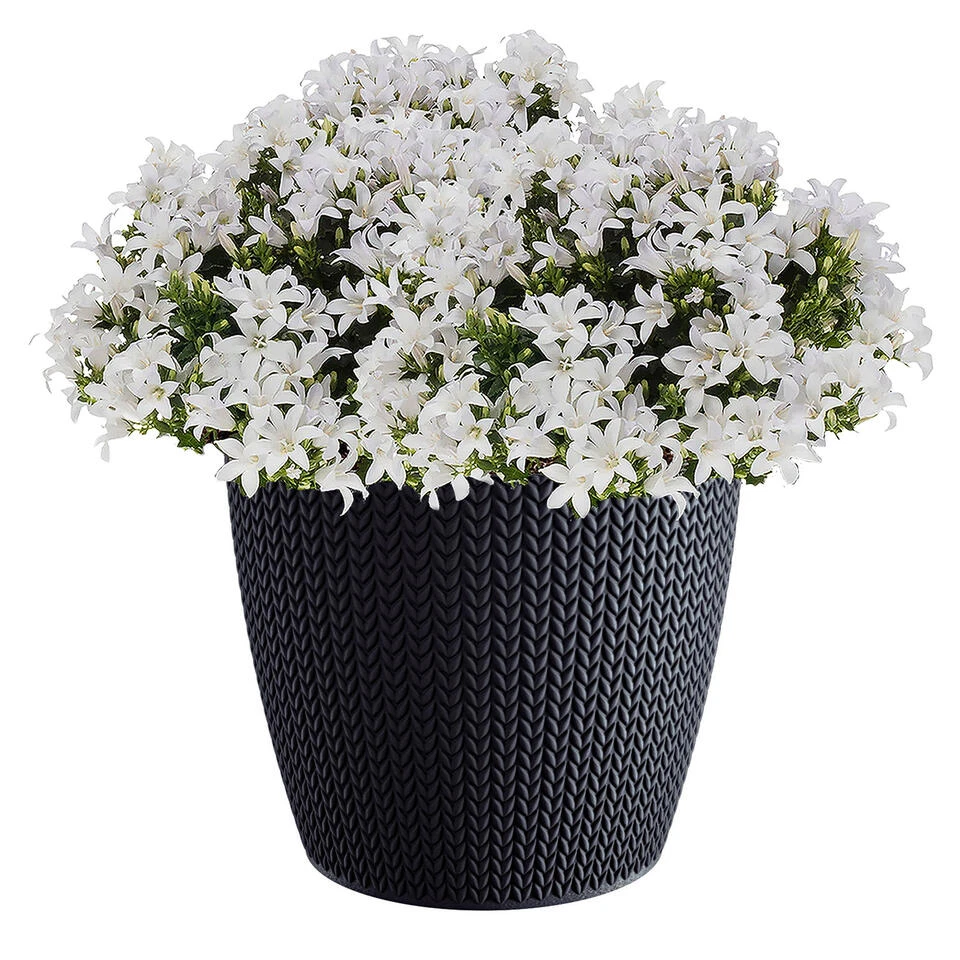 Prosperplast Plantenpot/bloempot - Kunststof - Antraciet - D22 X H19 Cm - Afbeelding 2