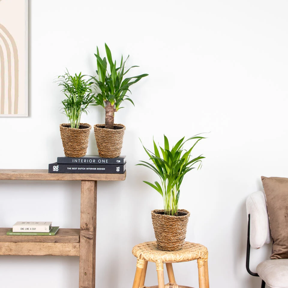 Mand Coco – Zeegras – Terami Kasih – ⌀14 Cm –↕ 10-15 Cm - Afbeelding 3