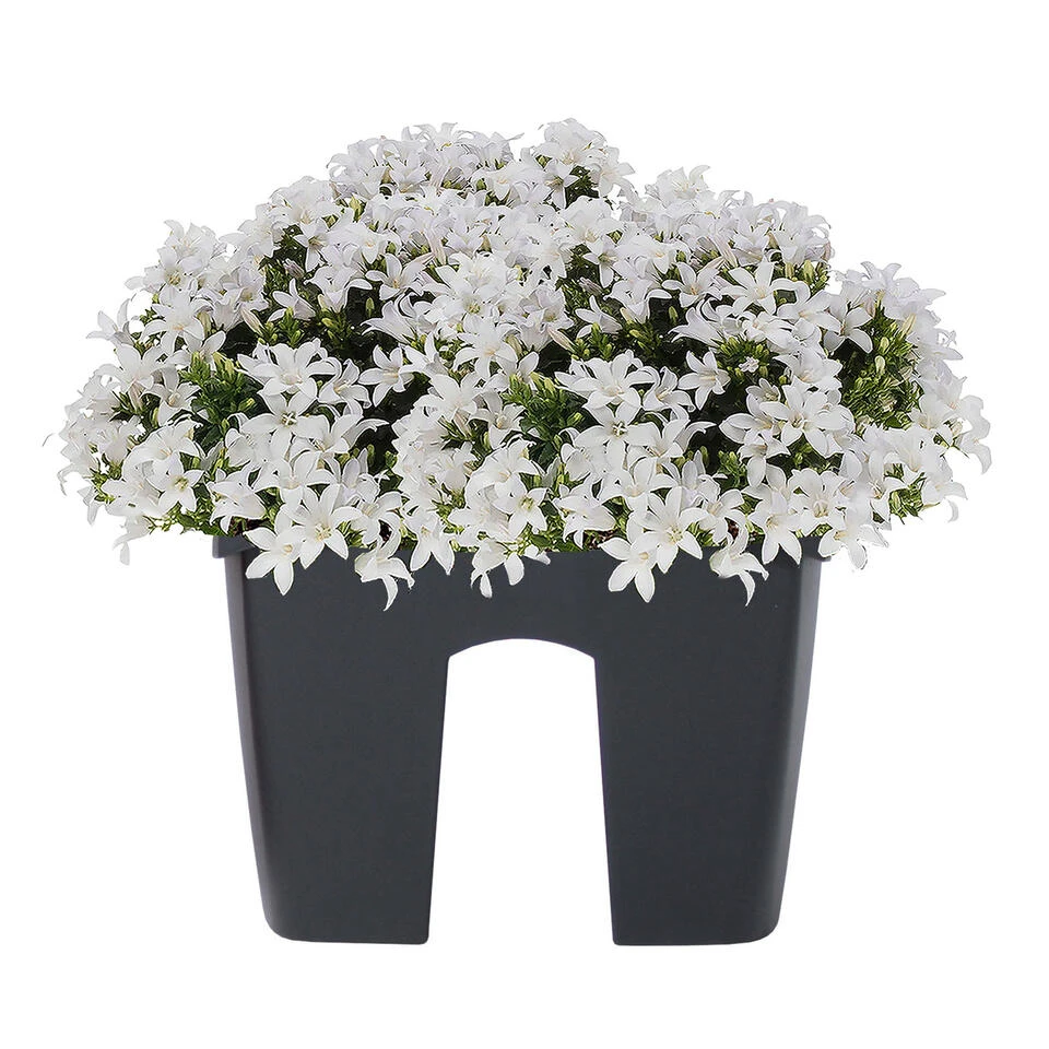 Prosperplast Plantenbak - Railing - Kunststof - 24 Cm - Antraciet - Afbeelding 2